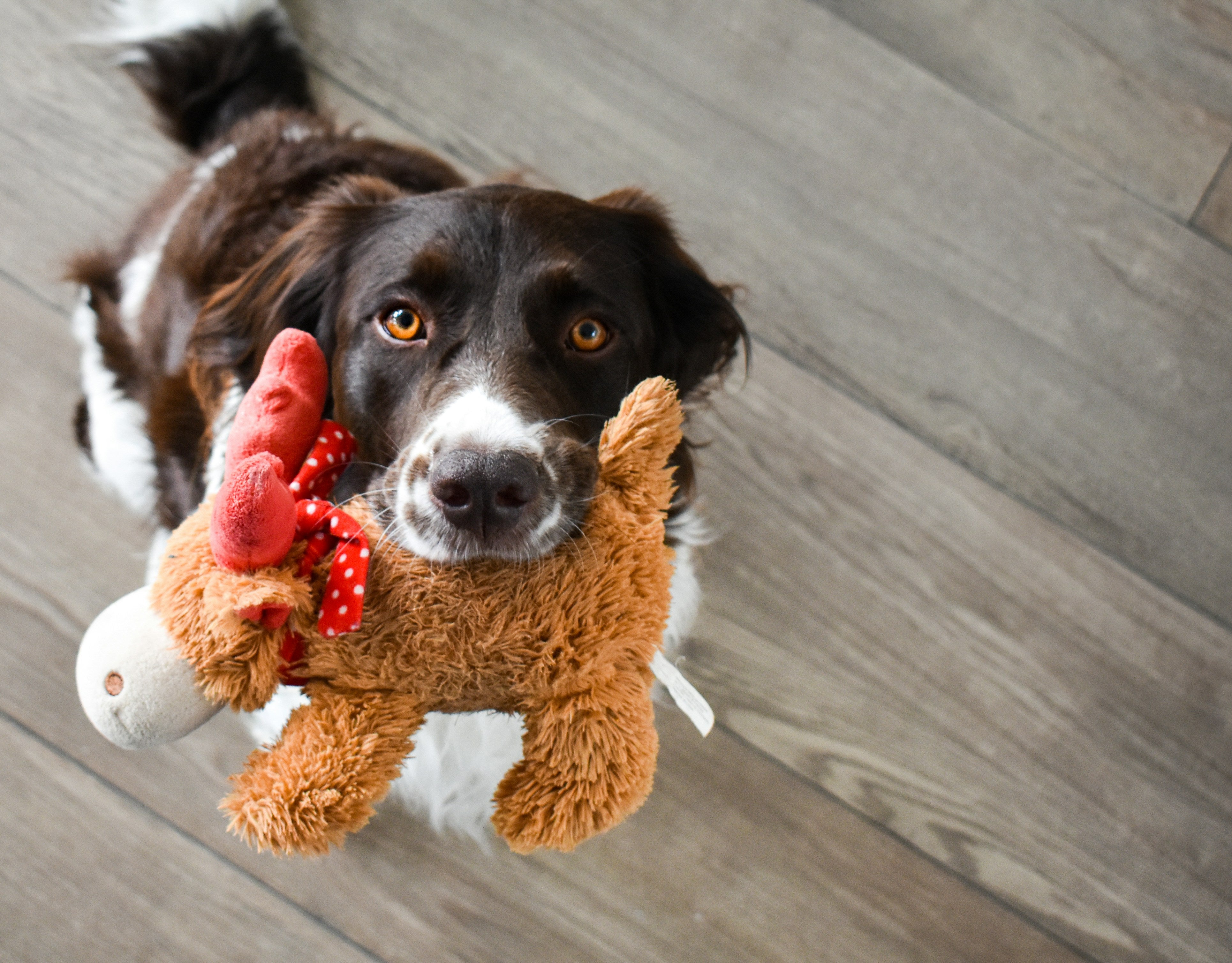 Join Our Adoption Program