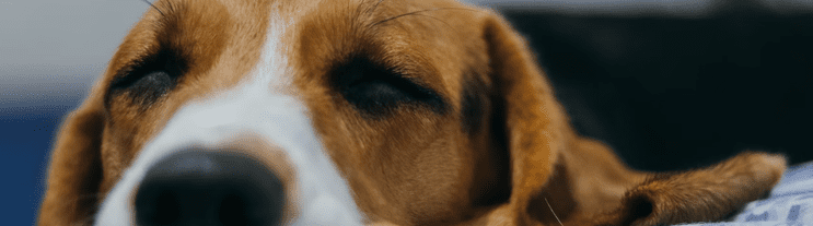 Dog Supplements