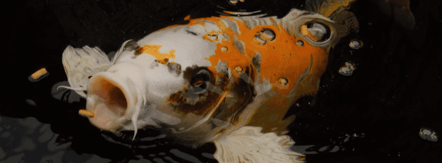 Fish Food