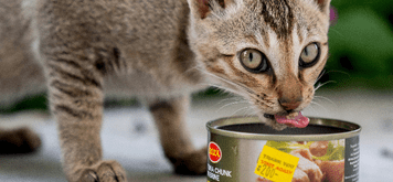 Wet Cat Food
