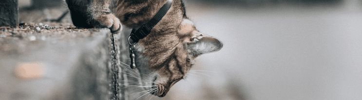 Cat Accessories