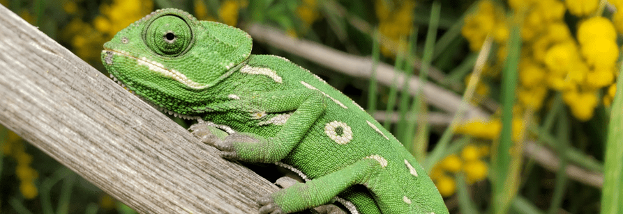 Reptile