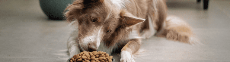 Dry Dog Food