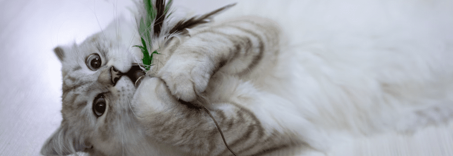 Cat Toys