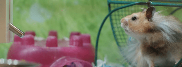 Small Pet Toys