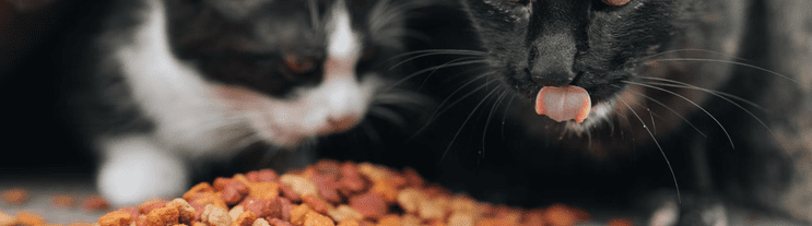 Dry Cat Food