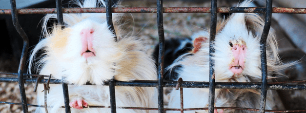 Small Pet Cages
