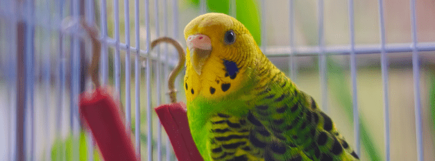 Bird Cages