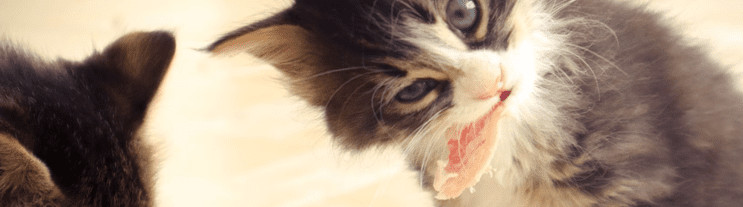 Cat Treats
