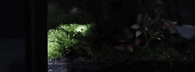Terrariums & Enclosures