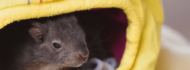 Small Pet Bedding