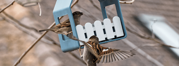 Bird Accessories
