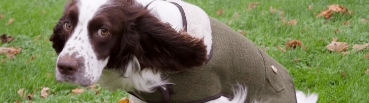 Dog Clothing