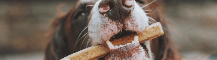 Dog Treats