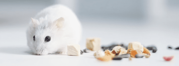 Small Pet Food