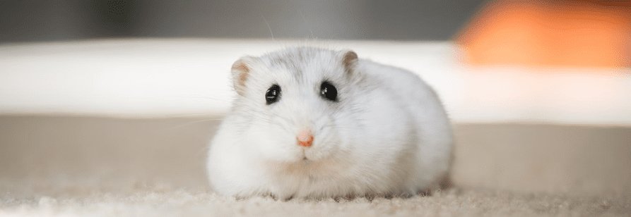Smallpets