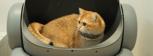Cat Litter
