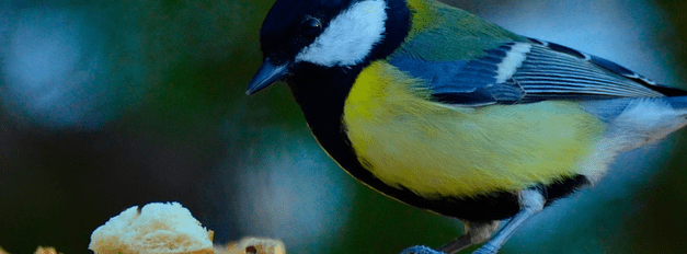 Bird Food