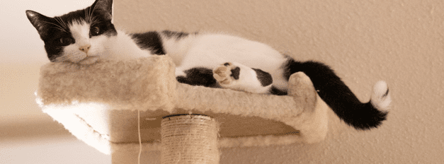 Cat Trees