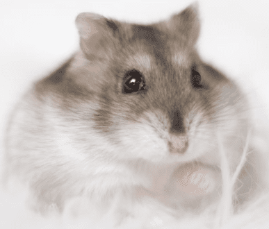 Smallpets