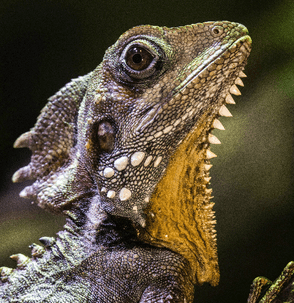 Reptile