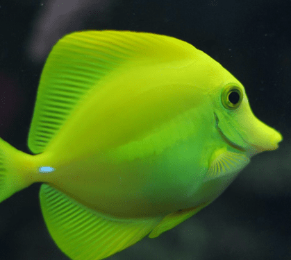 Fish
